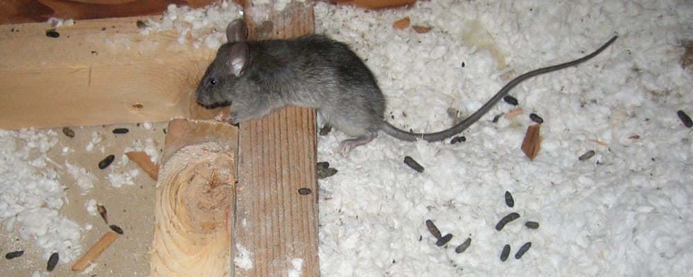 <img src="Rodent_Feces.jpg" alt="Mice and Rats in attic pooping on insulation">
